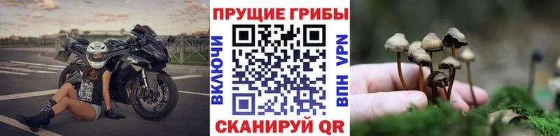 закладка  Тайшет  мориарти клад  Псилоцибиновые грибы GOLDEN TEACHER 